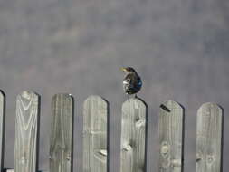 Image of Ring Ouzel