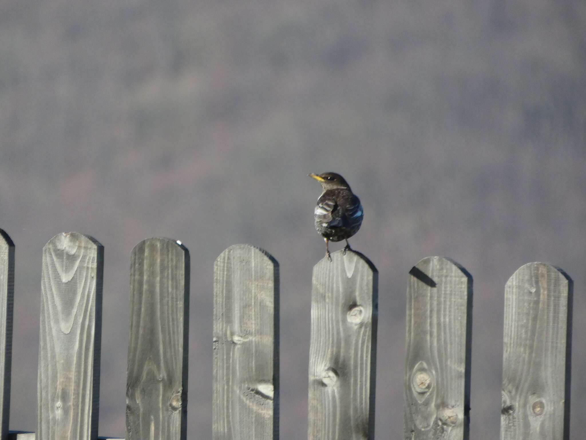 Image of Ring Ouzel