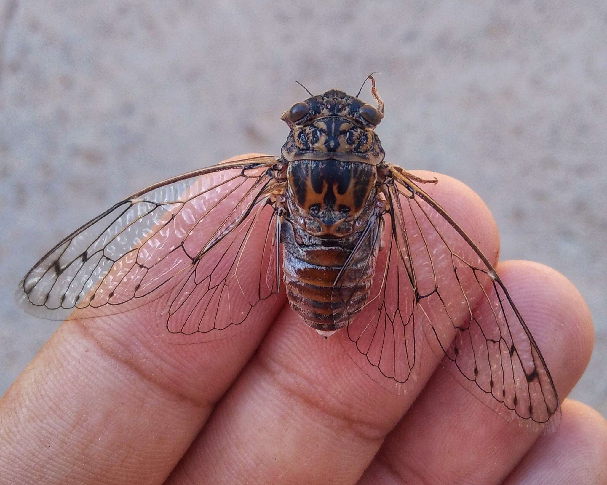 Image of Cicada barbara barbara (Stal 1866)