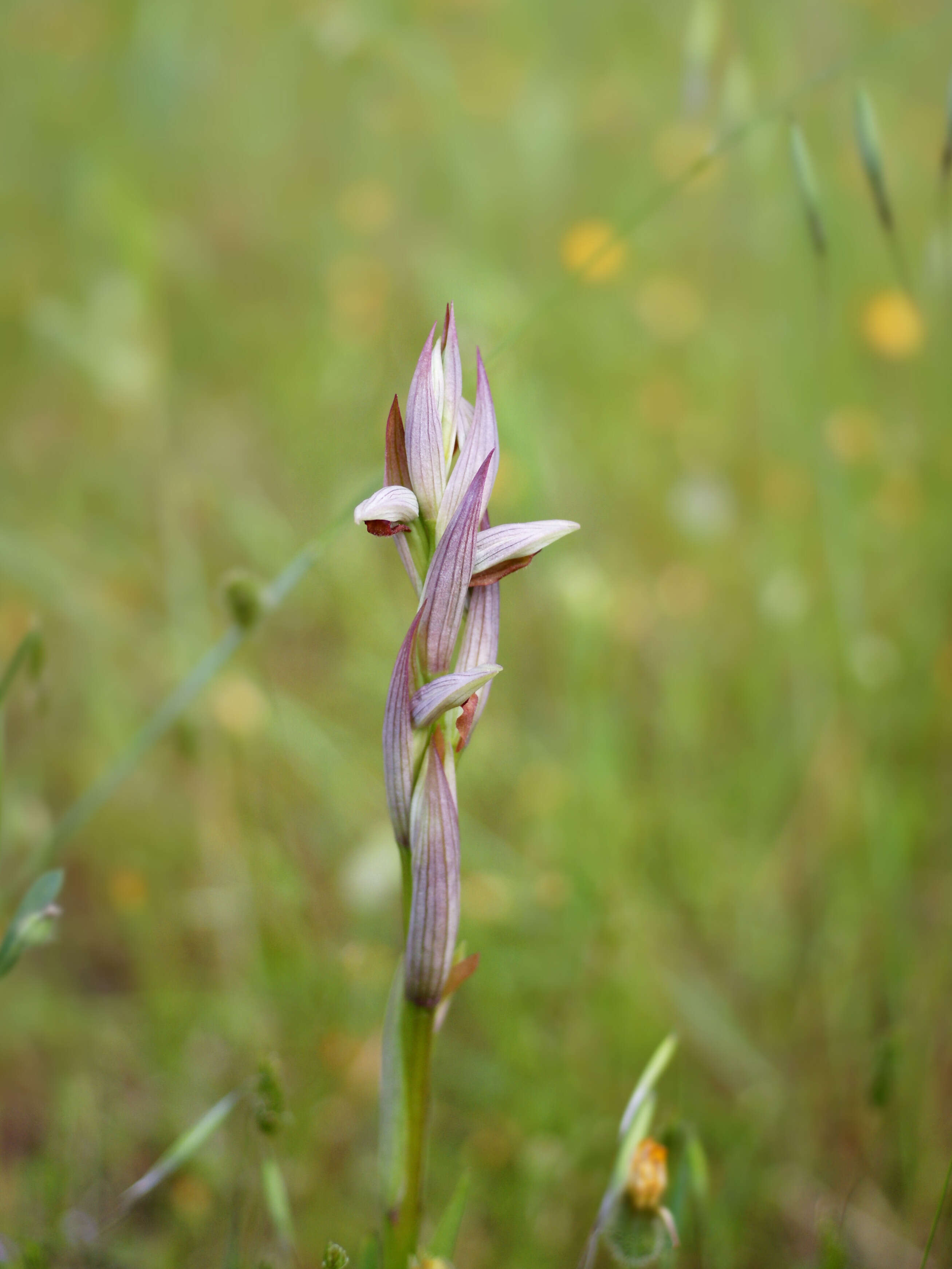 Image of Small-flowered serapias