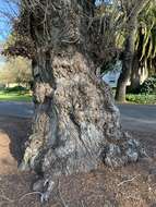 Image of Populus nigra var. italica (Moench.) Koehne