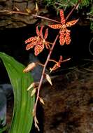 Image of Renanthera monachica Ames