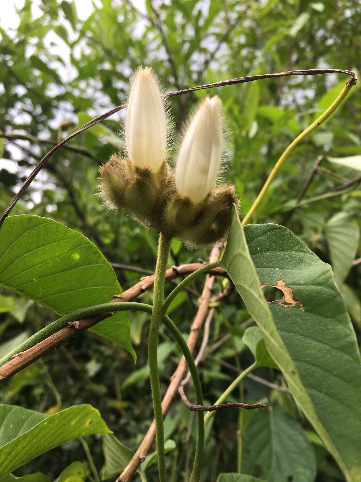 Imagem de Odonellia hirtiflora (M. Mart. & Gal.) K. Robertson