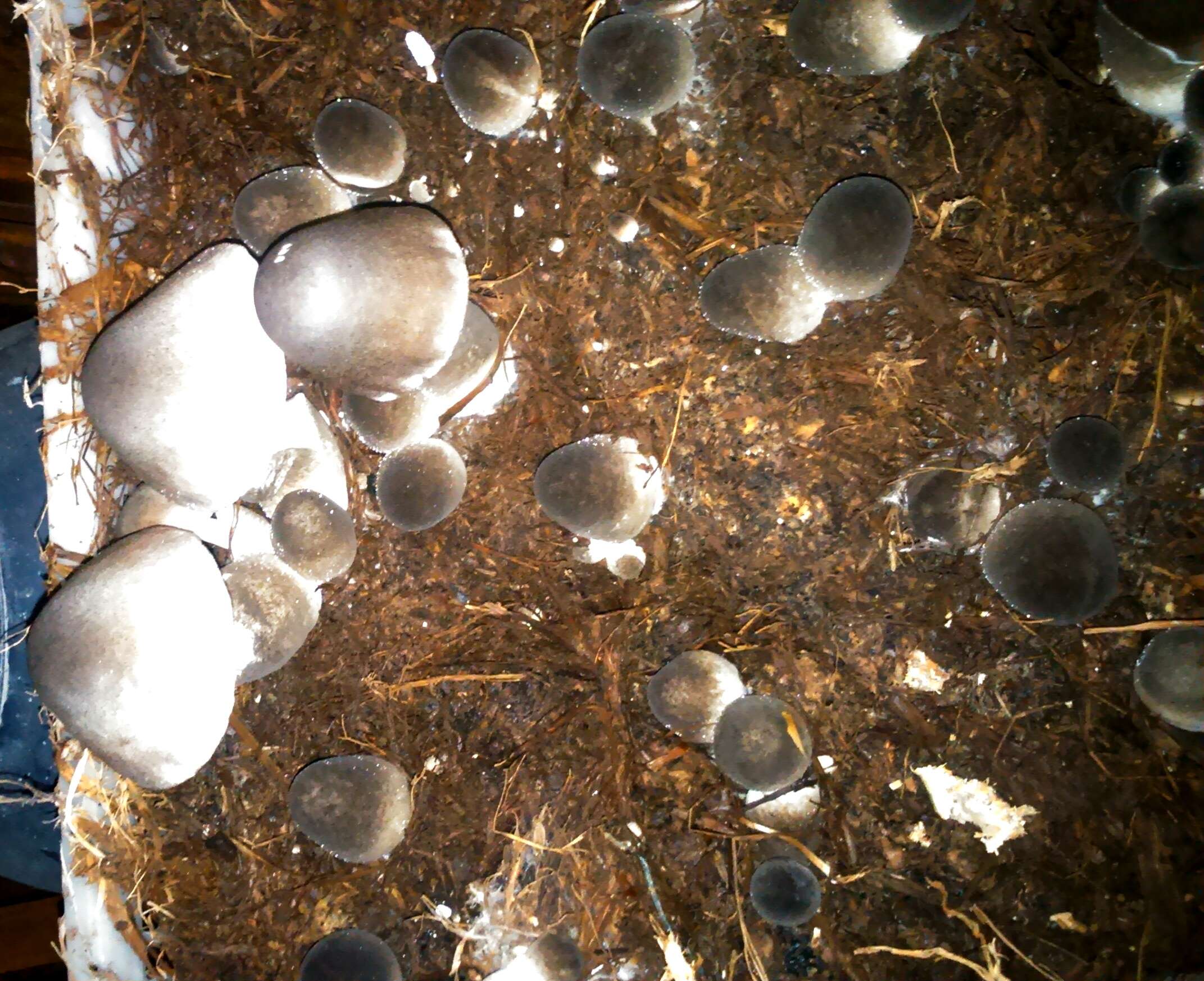 Image of straw mushroom