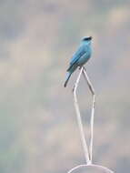 Image of Verditer Flycatcher