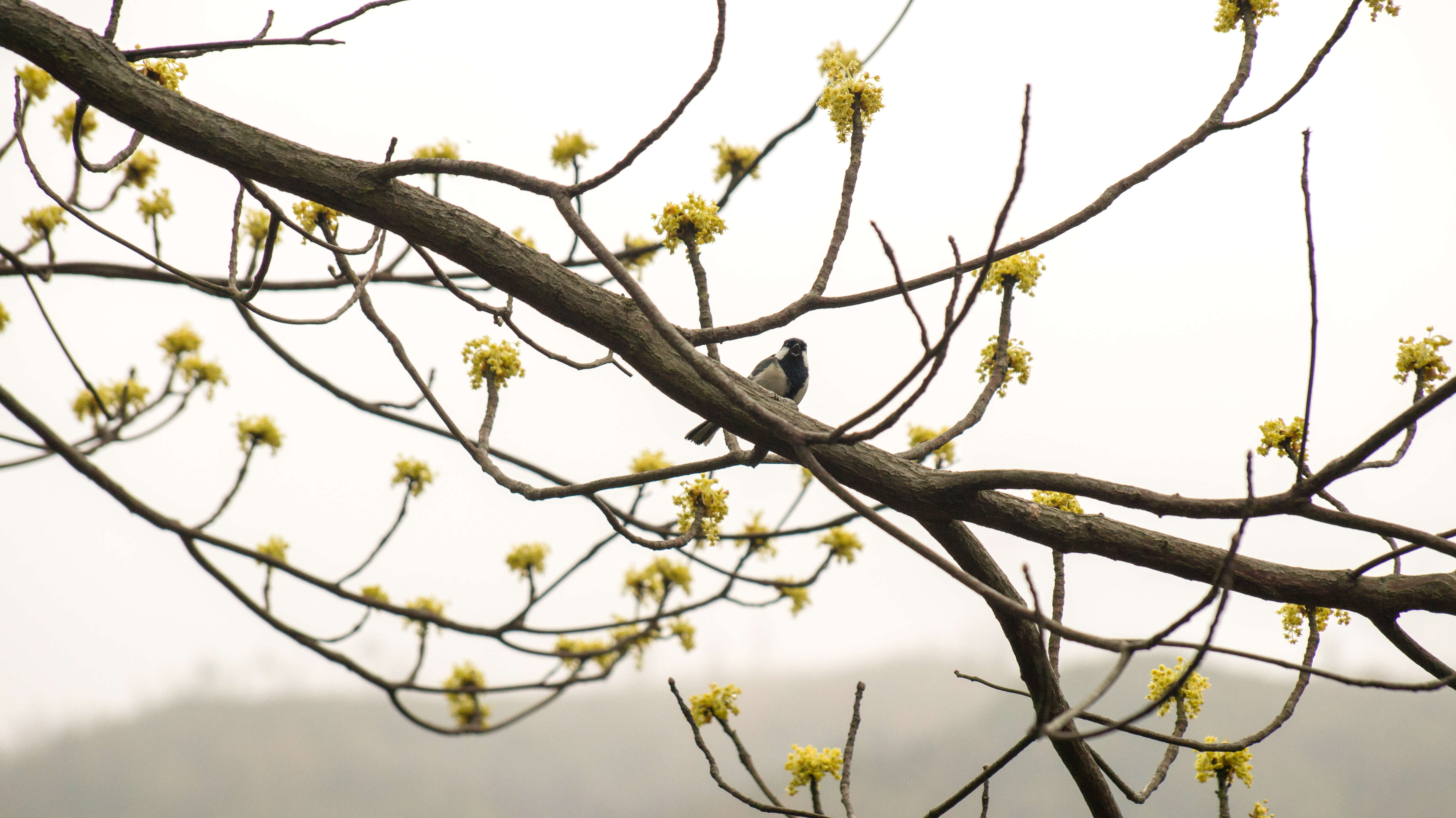 Image of Sassafras tzumu (Hemsl.) Hemsl.