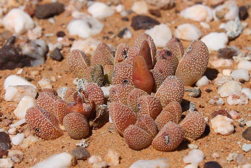 Image of Rhinephyllum muirii N. E. Br.