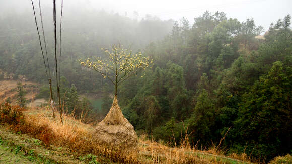 Image of Sassafras tzumu (Hemsl.) Hemsl.