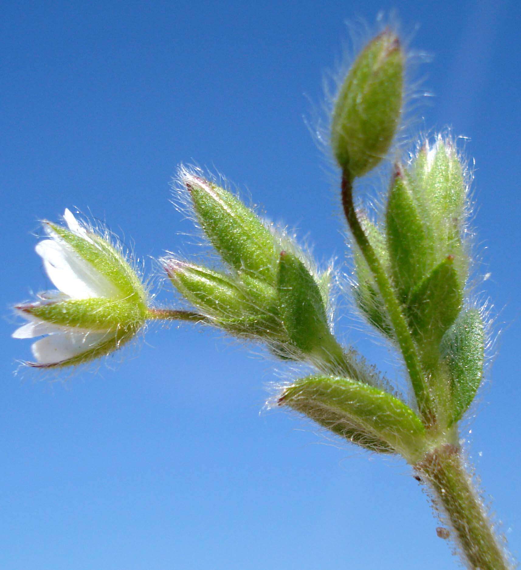 Слика од Cerastium brachypetalum Desf. ex Pers.