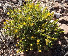 Imagem de Pteronia ciliata Thunb.