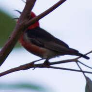 Image of Scarlet Honeyeater