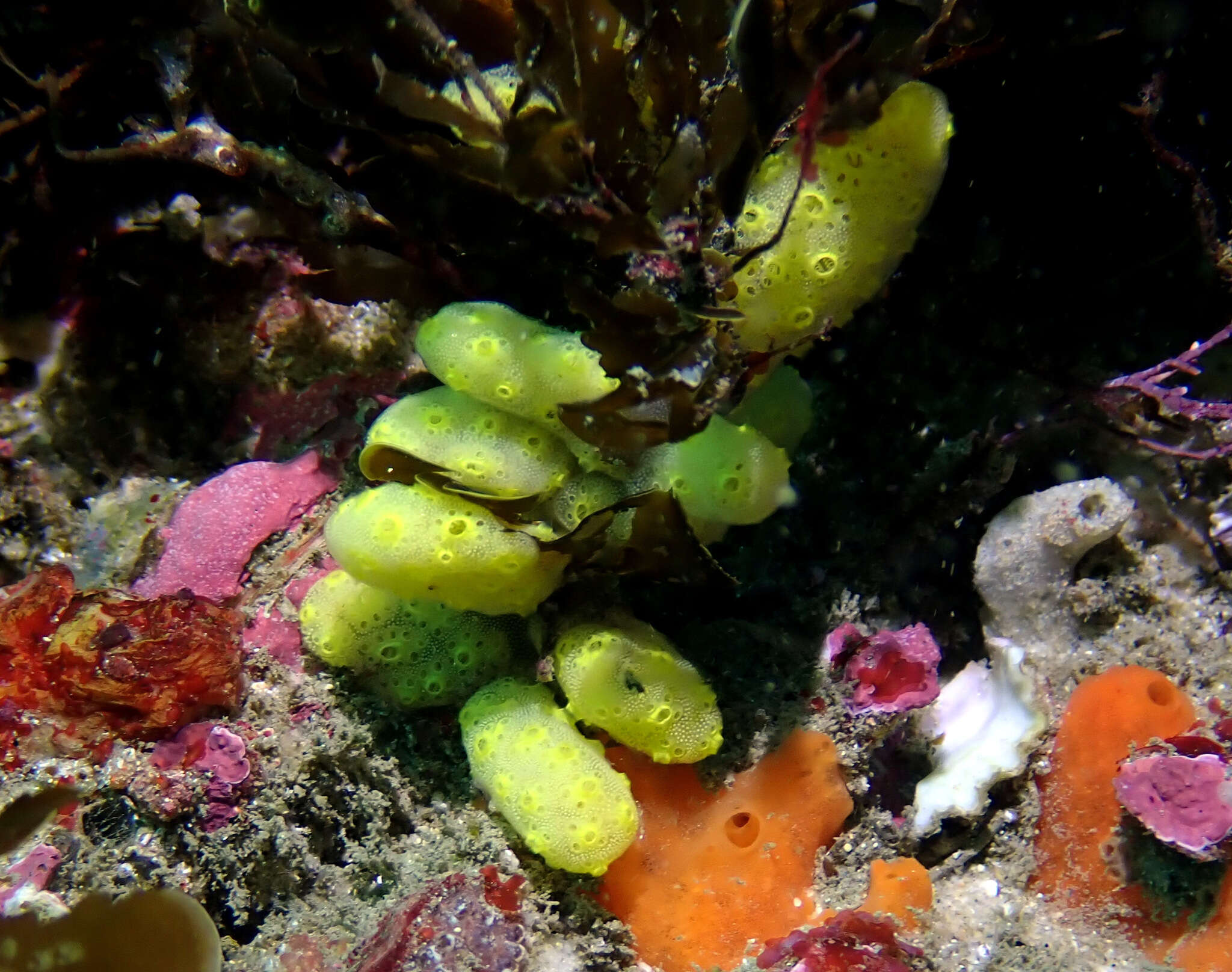 Image of Ascidian