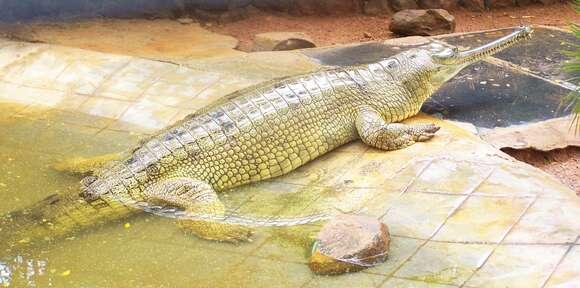 Image of Gharials