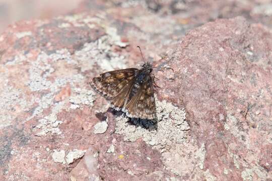 Image of Erynnis pacuvius Lintner 1878