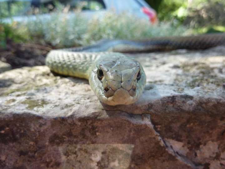 Image of Montpellier Snake