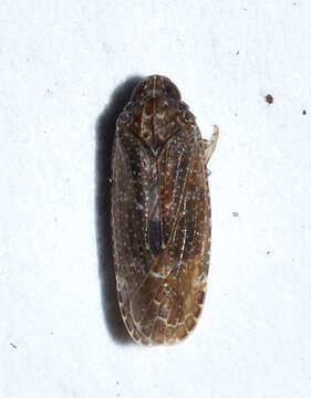 Image of Opsiplanon luellus (Metcalf 1923)