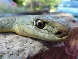 Image of Montpellier Snake