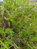 Plancia ëd Myosotis lithospermifolia (Willd.) Hornem.