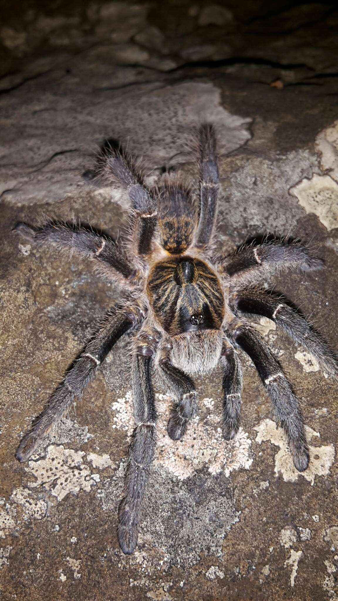 Image of Straight Horned Baboon Tarantula