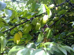 Image of carambola