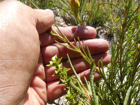 Image of Pteronia tenuifolia DC.