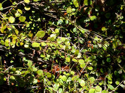 Image of Coprosma spathulata subsp. hikuruana de Lange & Heenan