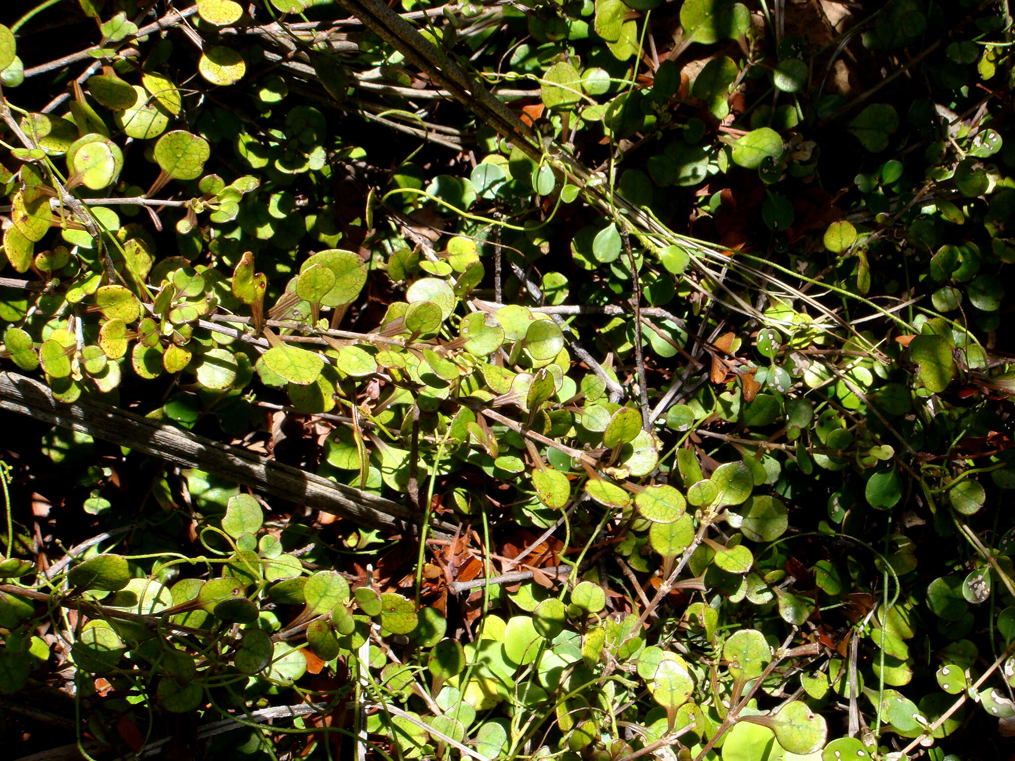 Image of Coprosma spathulata subsp. hikuruana de Lange & Heenan