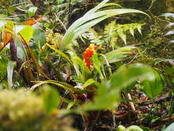 Guzmania nicaraguensis Mez & C. F. Baker的圖片