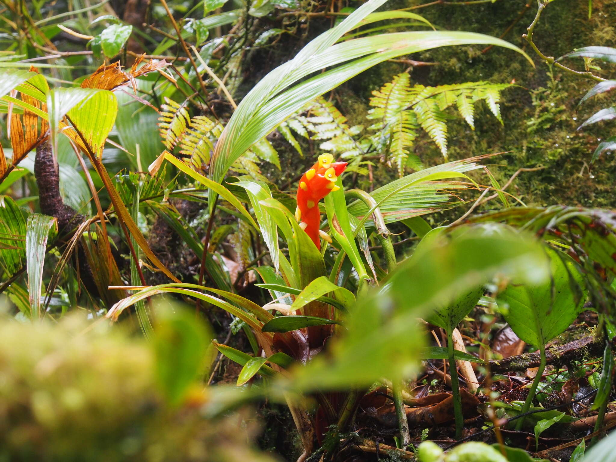 Guzmania nicaraguensis Mez & C. F. Baker的圖片