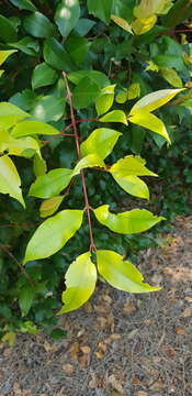 Image of Syzygium oleosum (F. Müll.) B. P. M. Hyland