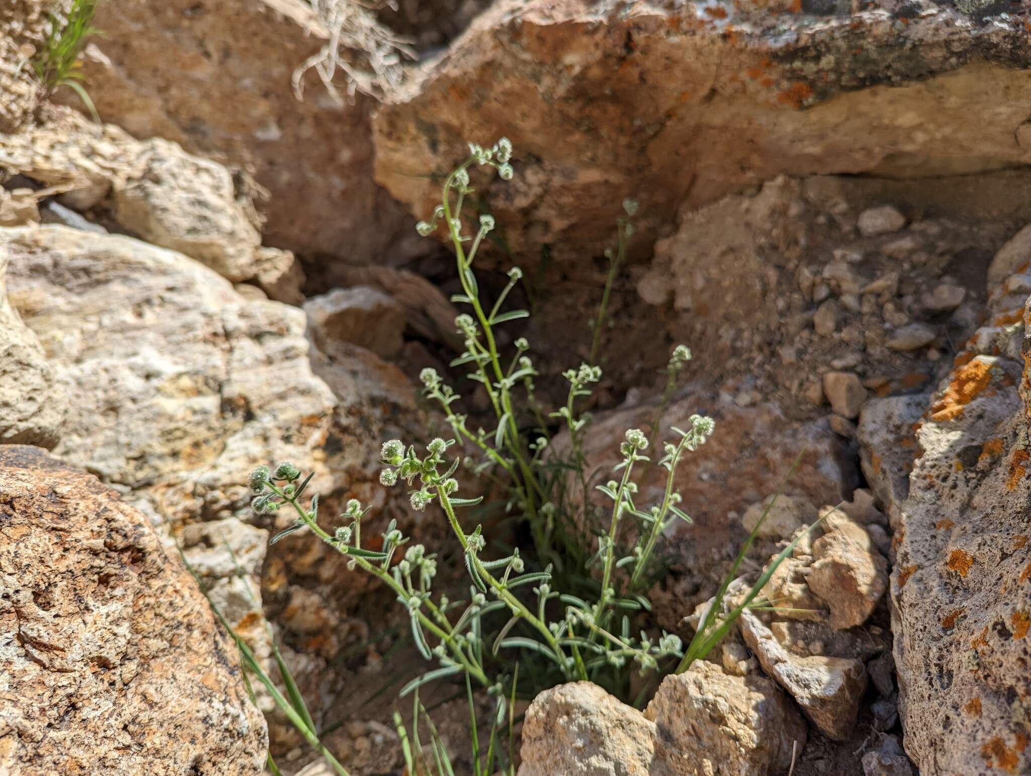 صورة Cryptantha gracilis Osterh.