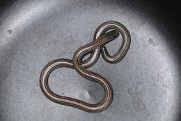 Image of Argentine Blind Snake