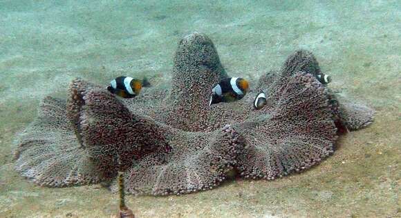 Image of Haddon's Carpet Anemone