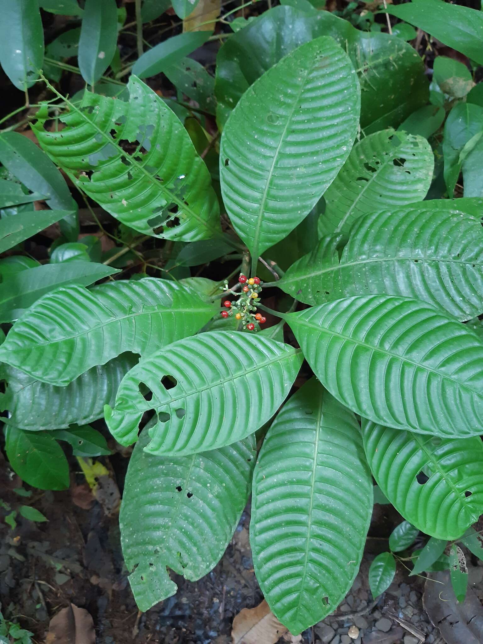 Plancia ëd Psychotria limonensis K. Krause