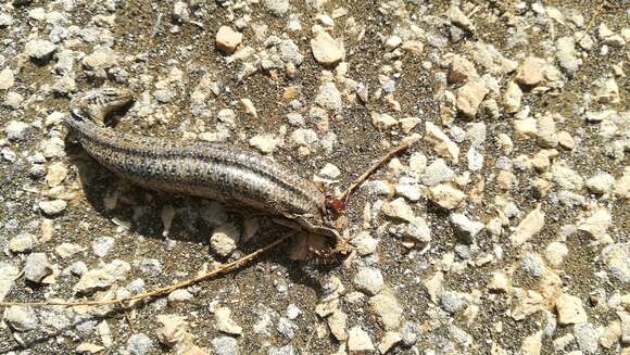 Image of Ocellated Bronze Skink