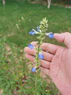 Imagem de Salvia uliginosa Benth.