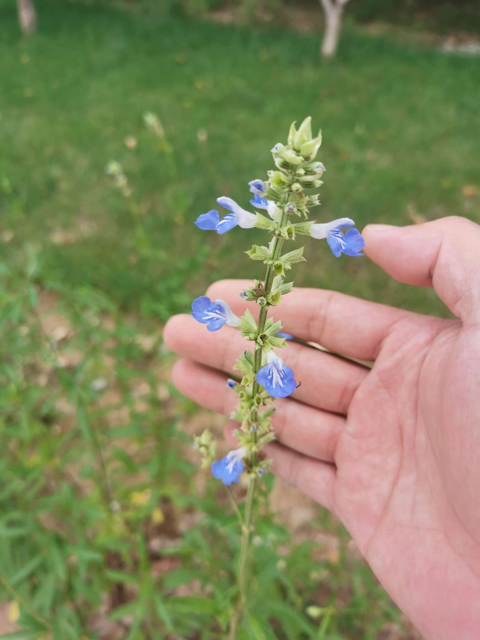 Imagem de Salvia uliginosa Benth.