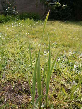 Image of Common Sword Lily