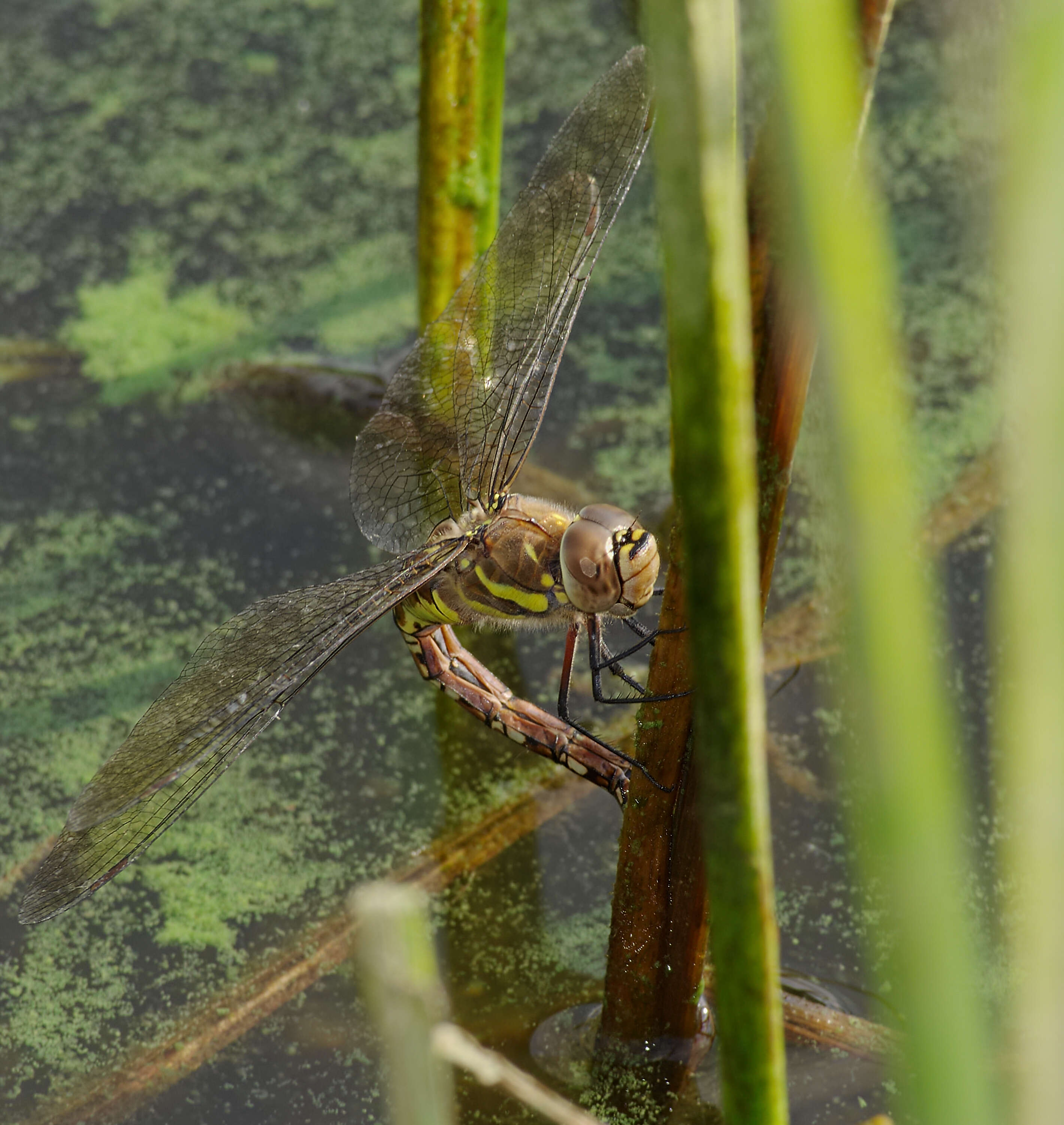 Image of Migrant Hawker