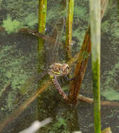 Image of Migrant Hawker