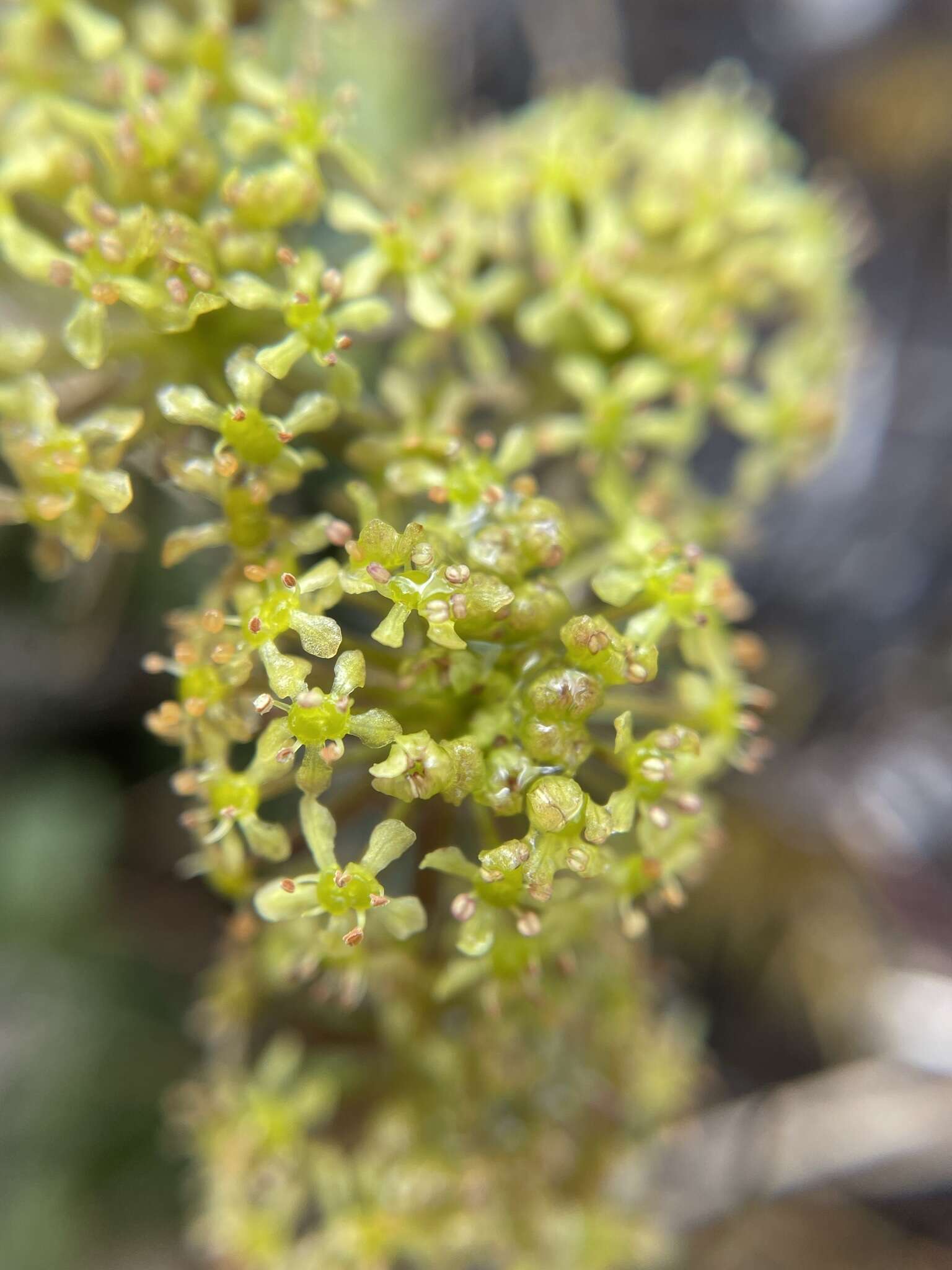 Imagem de Diplaspis cordifolia (Hook.) Hook. fil.