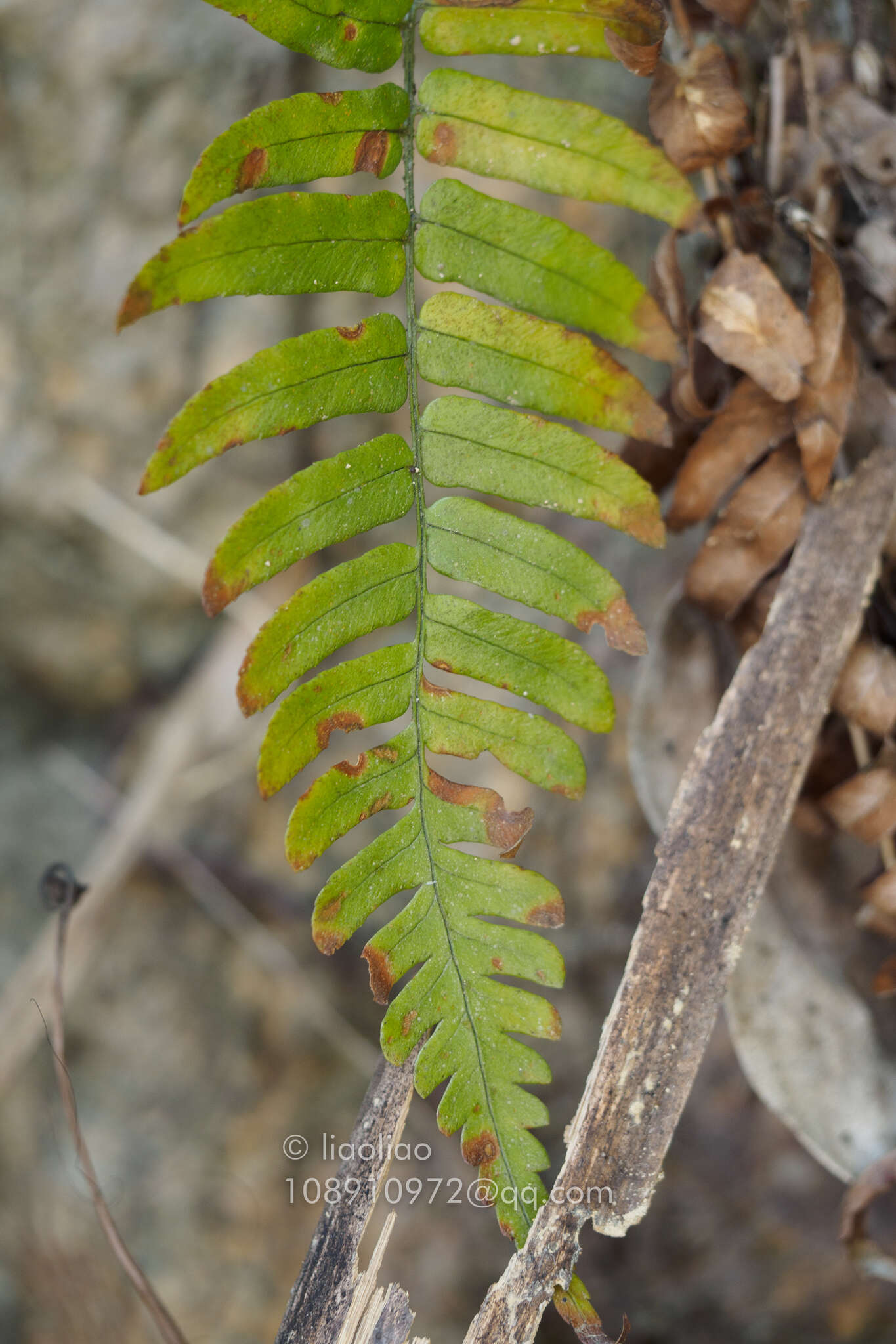 Sivun Dryopteris decipiens (Hook.) O. Kuntze kuva