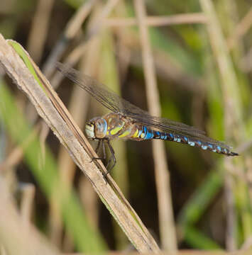 Image of Migrant Hawker