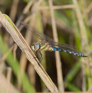 Image of Migrant Hawker