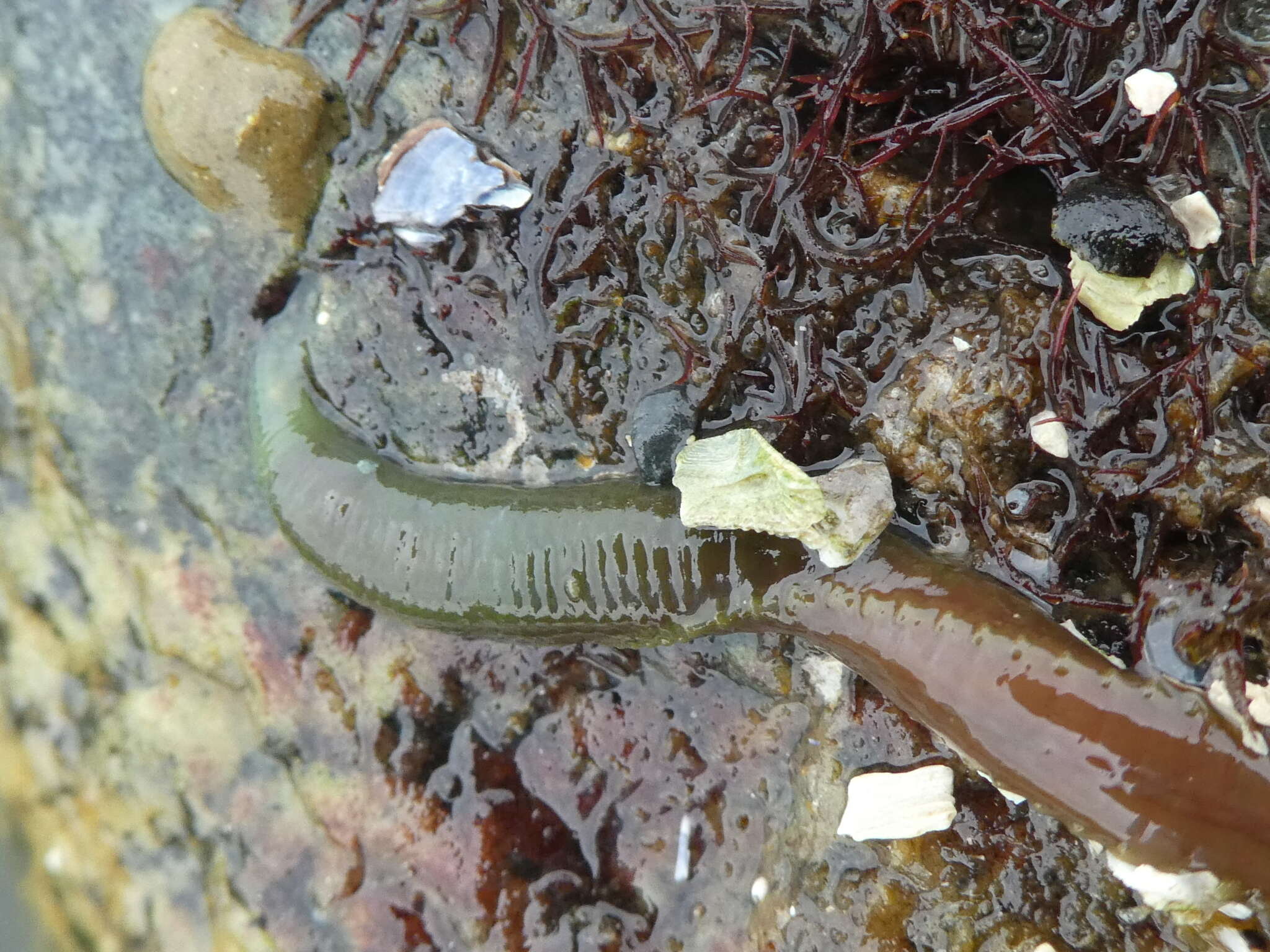 Image of Eupolymnia heterobranchia (Johnson 1901)