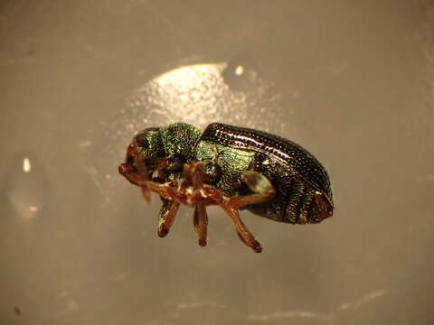 Image of Green Nettle Weevil