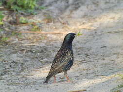 Image of Sturnus Linnaeus 1758