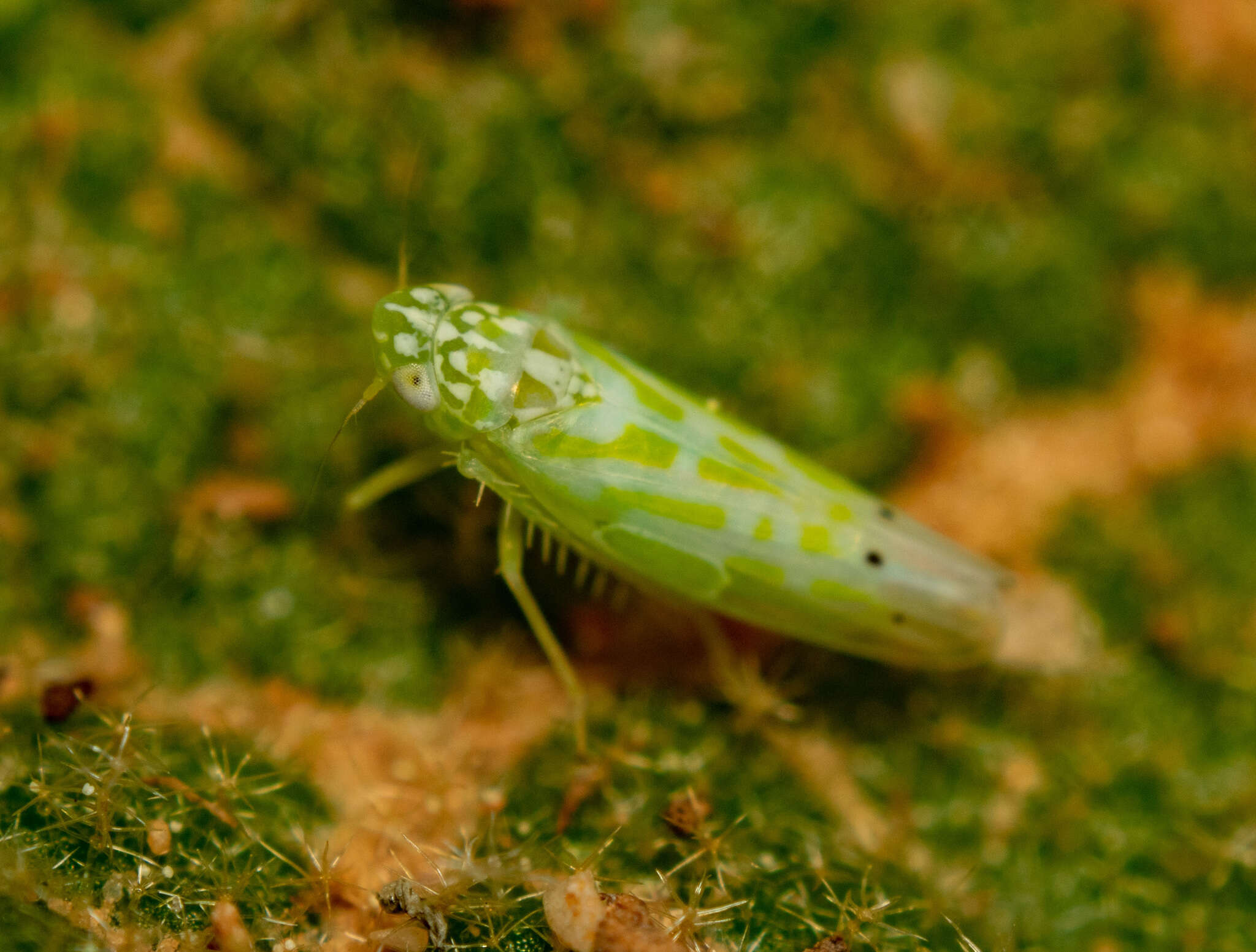 Image of Micantulina (Anufrieviola) stigmatipennis (Mulsant & Rey 1855)