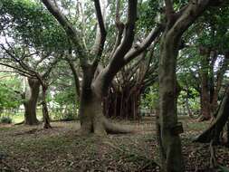 Image of Chinese banyan