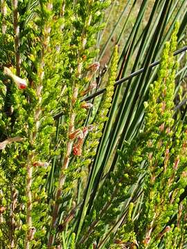 Image of Erica perspicua subsp. perspicua